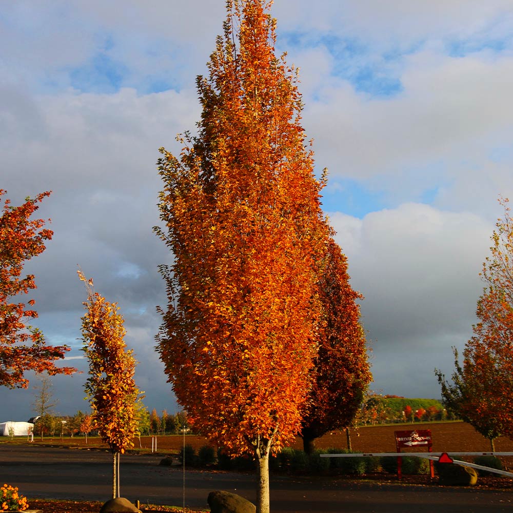 Acer rubrum 'Armstrong Gold'