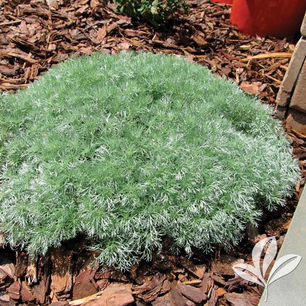 Artemisia schmidtiana 'Silver Mound'