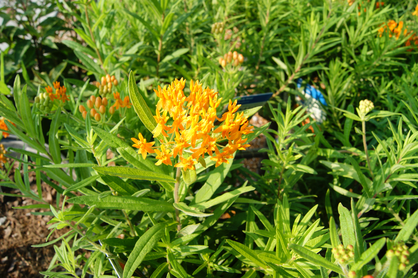 Asclepias tuberosa