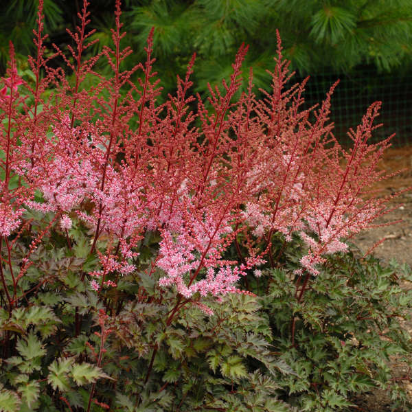 False Goat's Beard / False Spirea 'Delft Lace' (Astilbe, Hybrid)