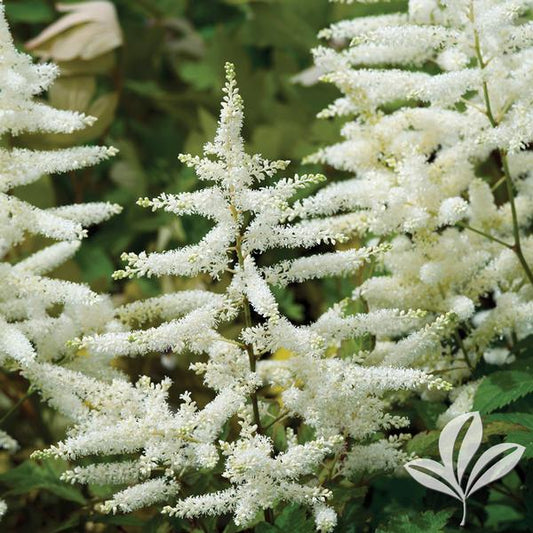 Astilbe japonica 'Deutschland'