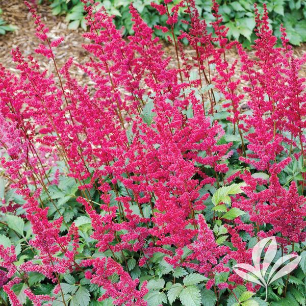 Astilbe x arendsii 'Fanal'