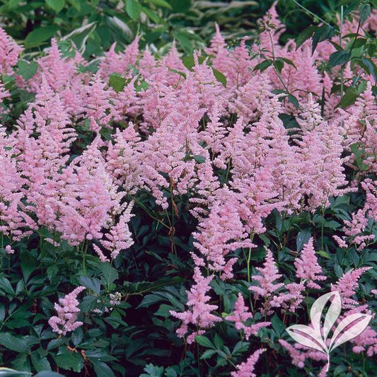 Astilbe japonica 'Rheinland'