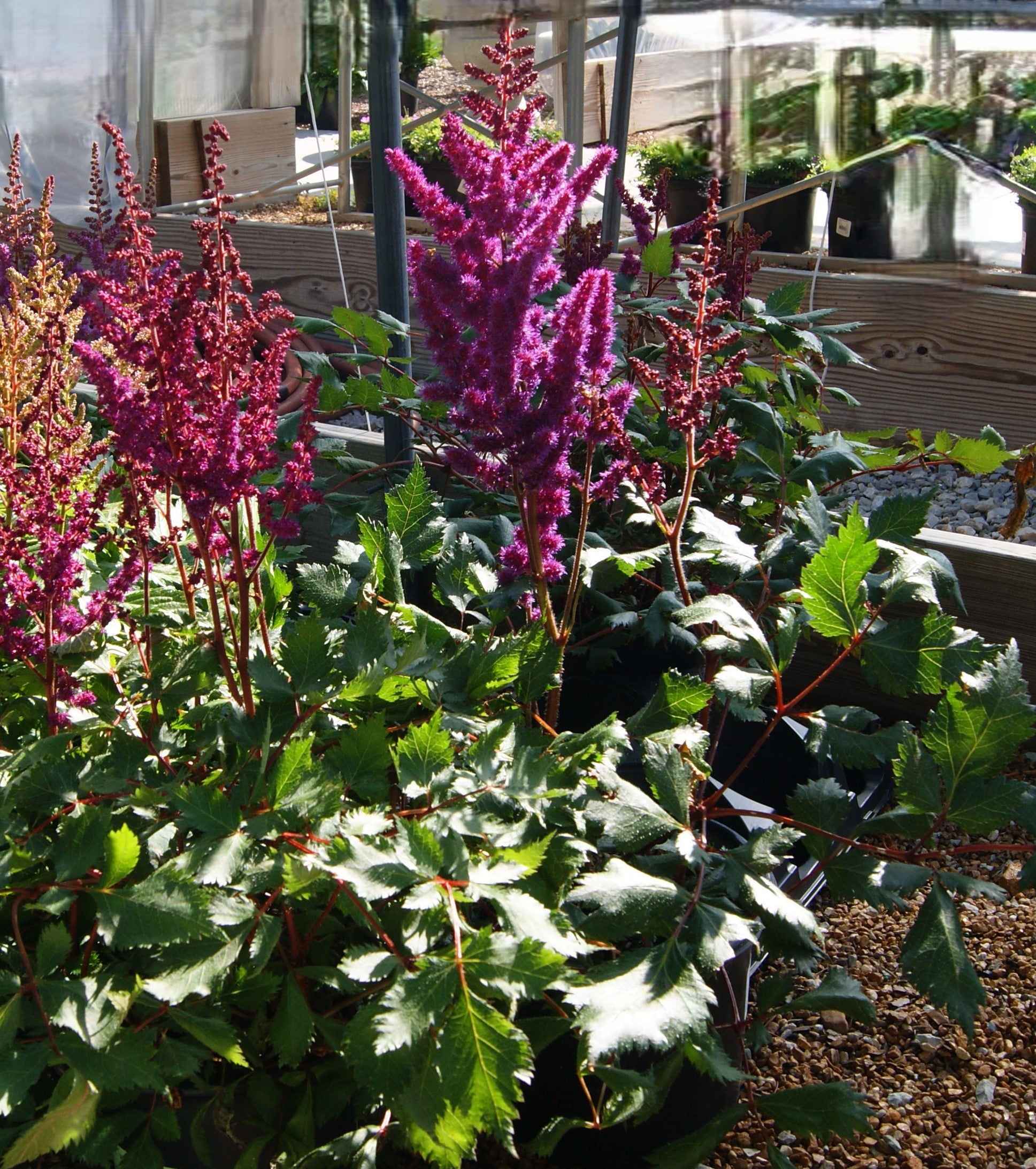 Astilbe chinensis 'Vision in Red' – Passiglia Landscape, Nursery ...