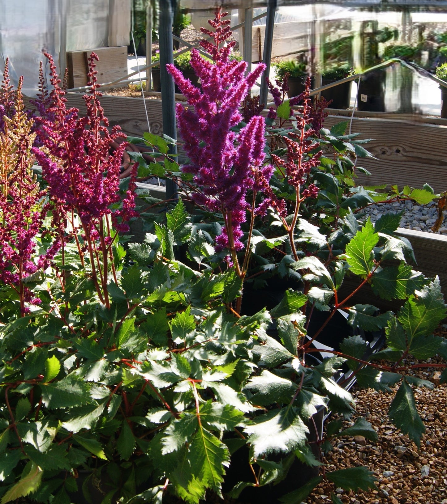 Astilbe chinensis 'Vision in Red'