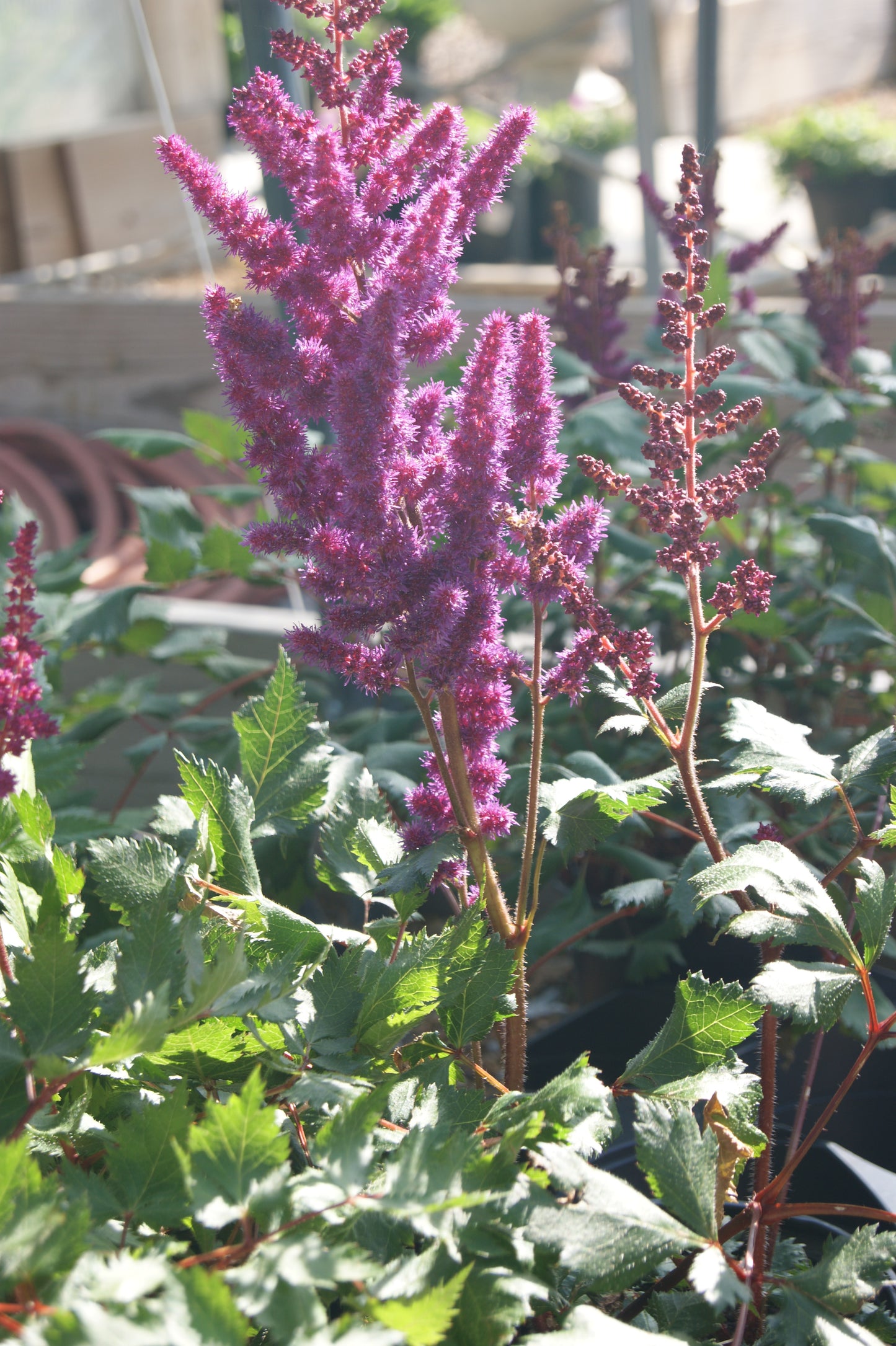 Astilbe chinensis 'Vision in Red'