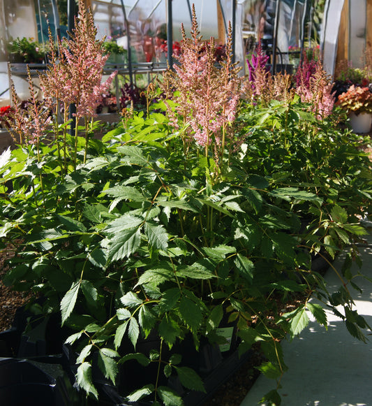 Astilbe chinensis 'Visions'