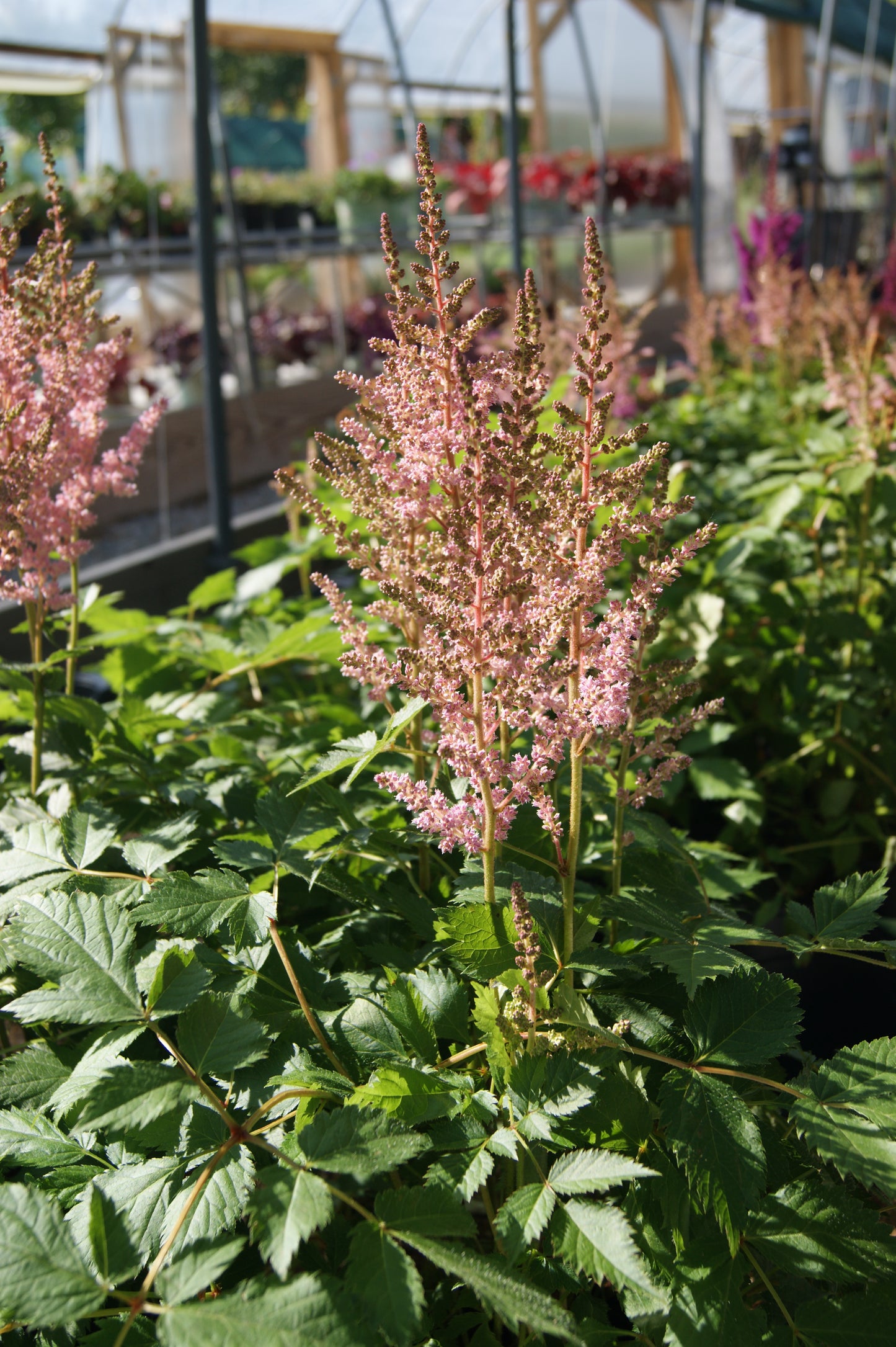 Astilbe chinensis 'Visions'