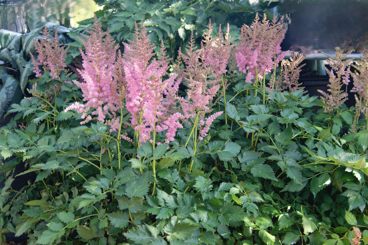 Astilbe chinensis 'Vision in Purple'