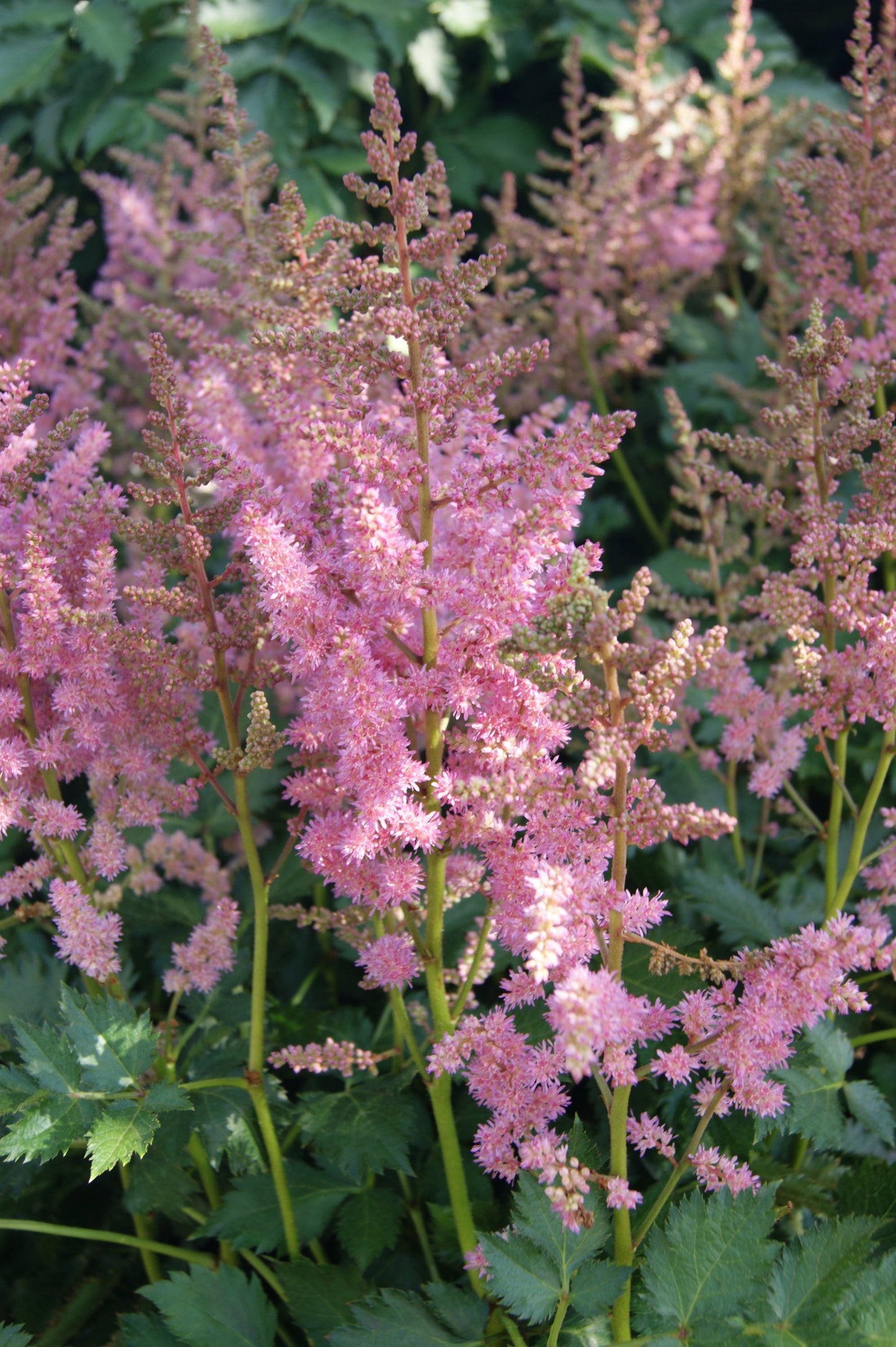 Astilbe chinensis 'Vision in Purple'