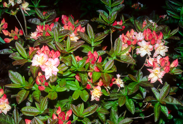 Azalea x 'Cannon's Double'