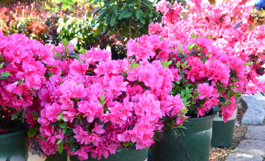 Azalea 'Canzonetta'