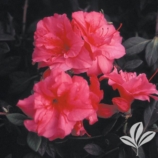 Azalea, Evergreen Hybrid 'Encore Autumn Rouge' (Rhododendron)