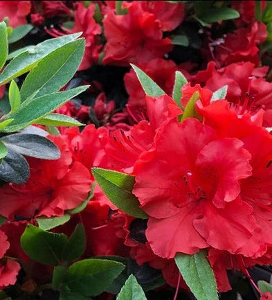 Azalea, Evergreen Girard Hybrid 'Girard's Scarlet' (Rhododendron)