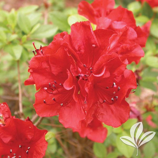 Azalea, Evergreen Girard Hybrid 'Girard's Hot Shot' (Rhododendron)