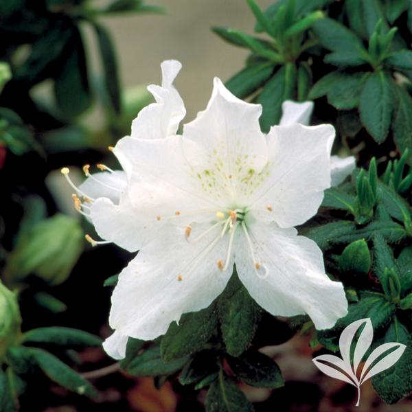 Azalea 'Girard's Pleasant White'