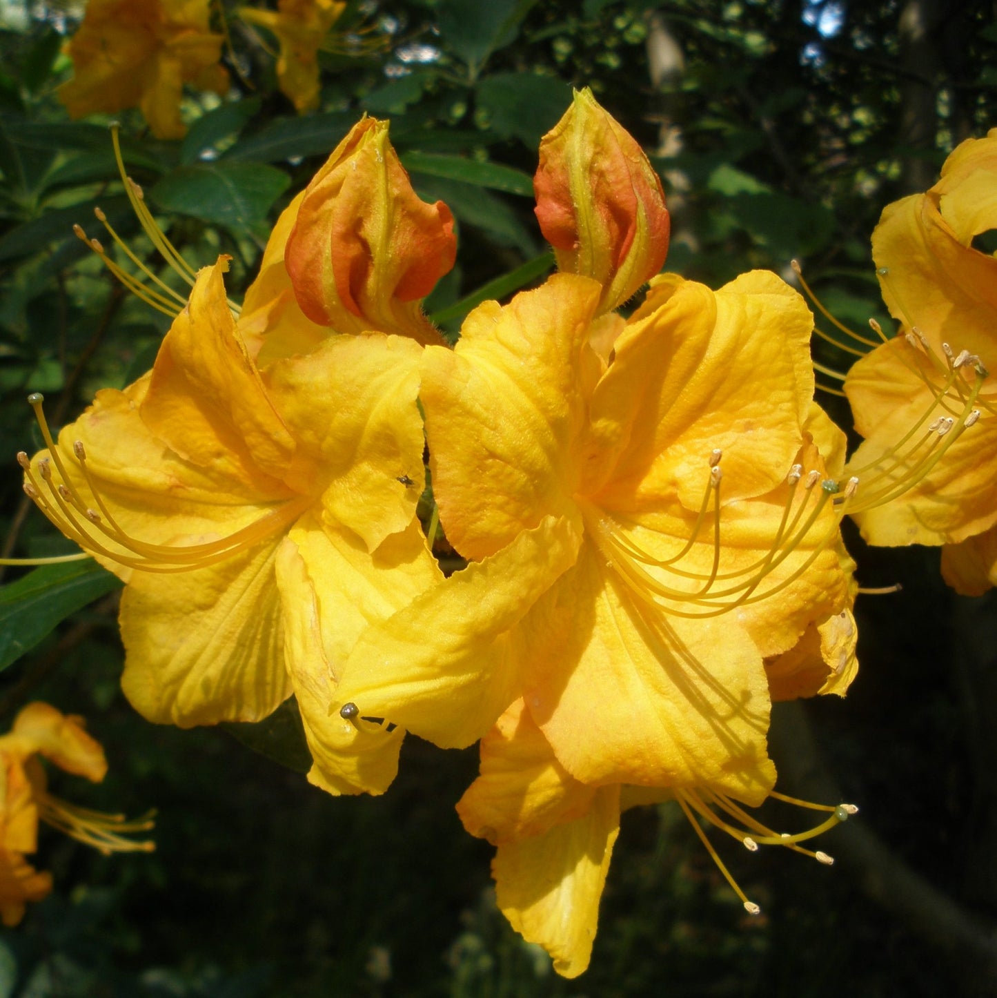 Azalea x 'Klondyke'