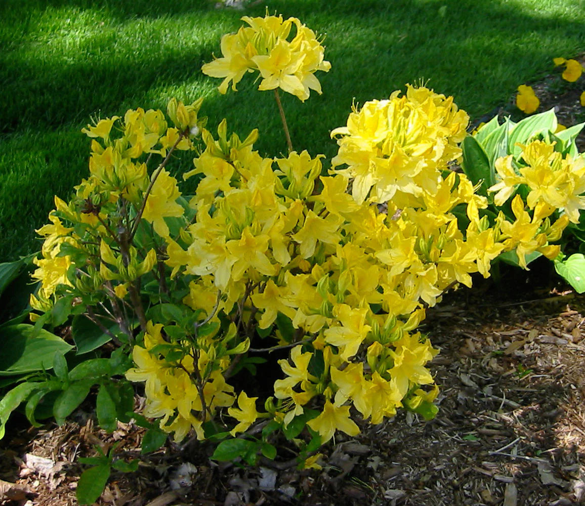Azalea, Deciduous Exbury 'Lemon Lights' (Rhododendron)