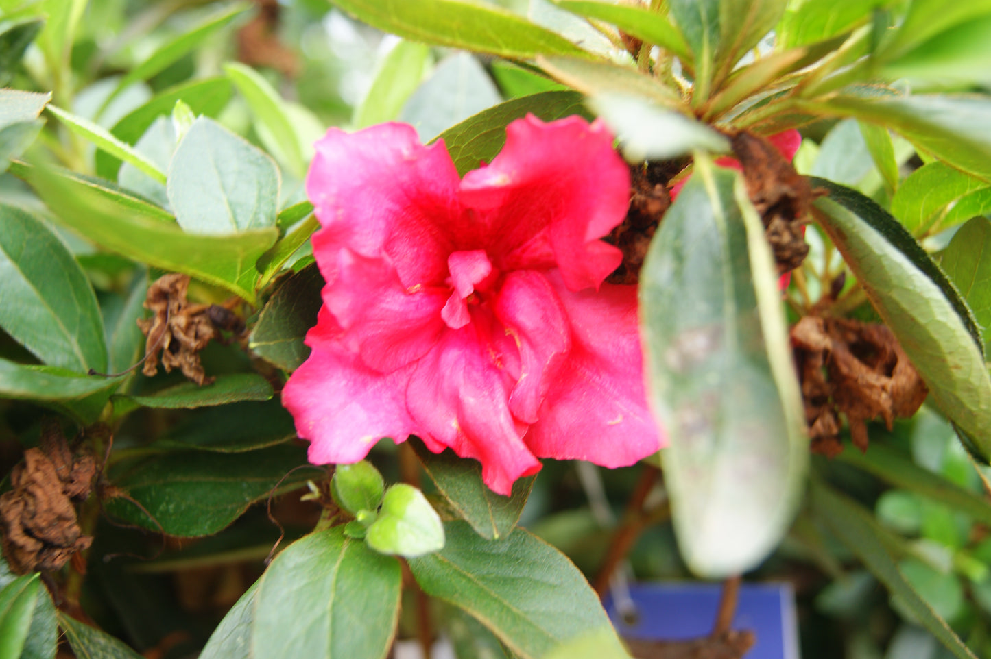 Azalea x 'Red Ruffles'