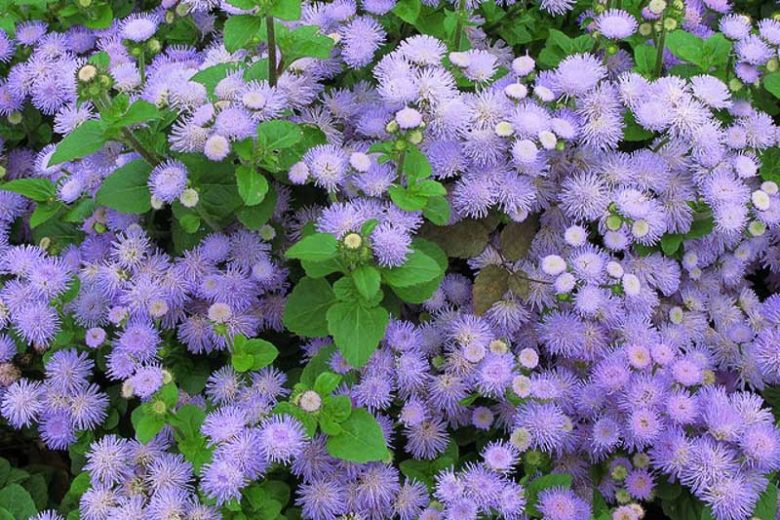 Ageratum houstonianum