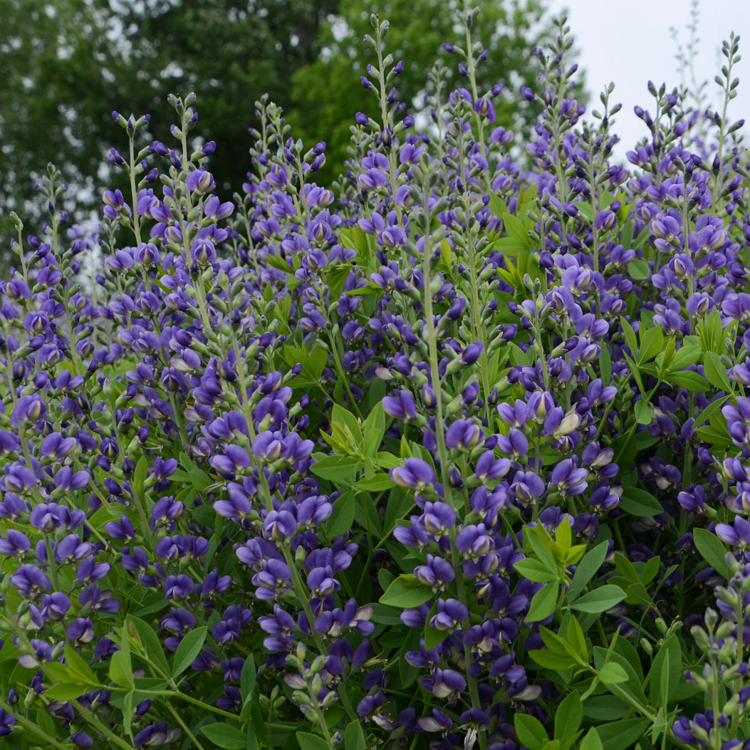 False/ Wild Indigo 'Blueberry Sundae' (Baptisia)