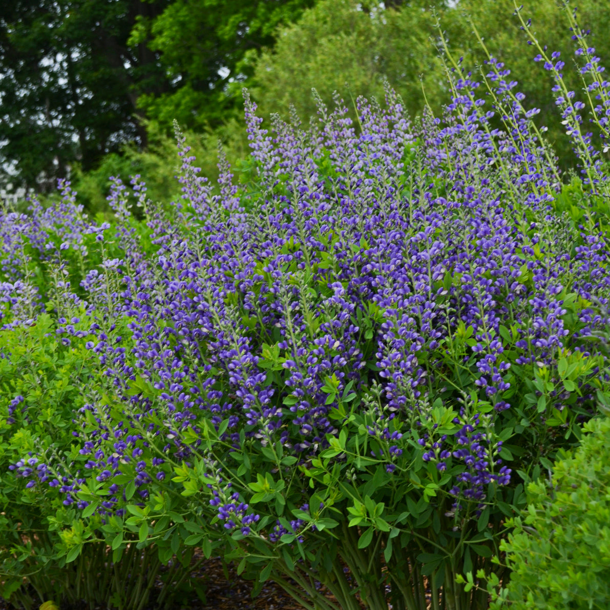 False/ Wild Indigo 'Blueberry Sundae' (Baptisia)
