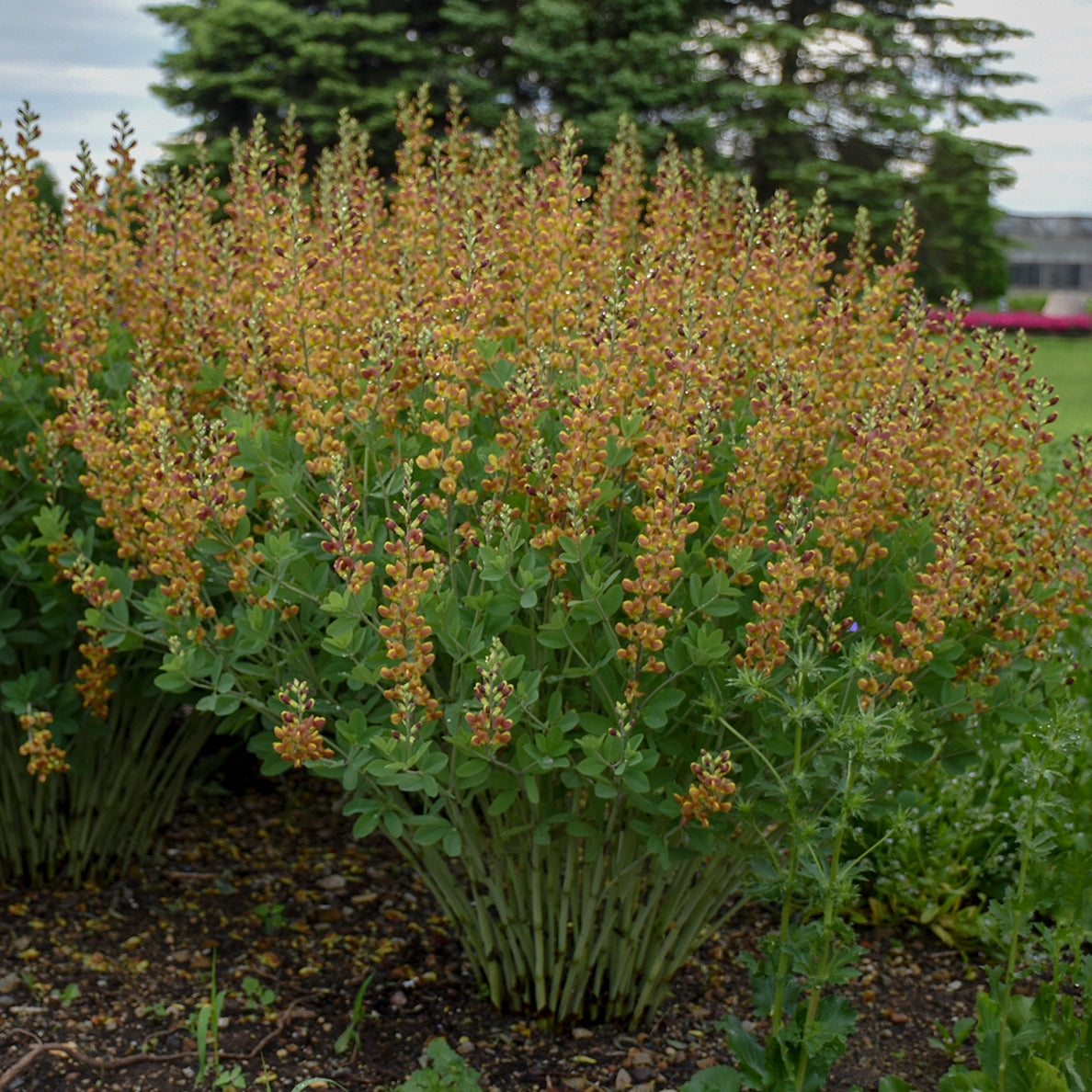 False/ Wild Indigo 'Cherries Jubilee' (Baptisia)