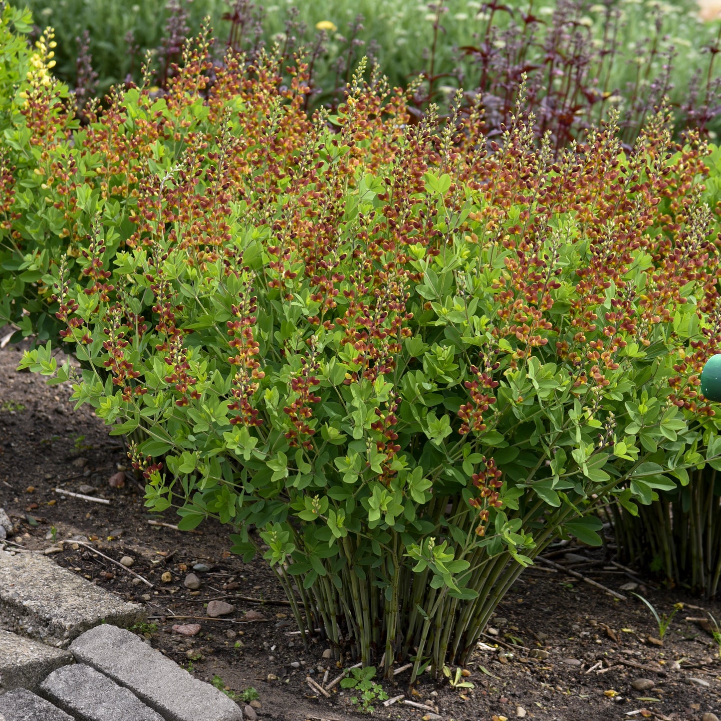 False/ Wild Indigo 'Cherries Jubilee' (Baptisia)