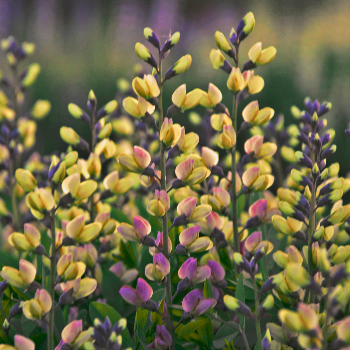 False/ Wild Indigo, Deluxe 'Pink Lemonade' (Baptisia)