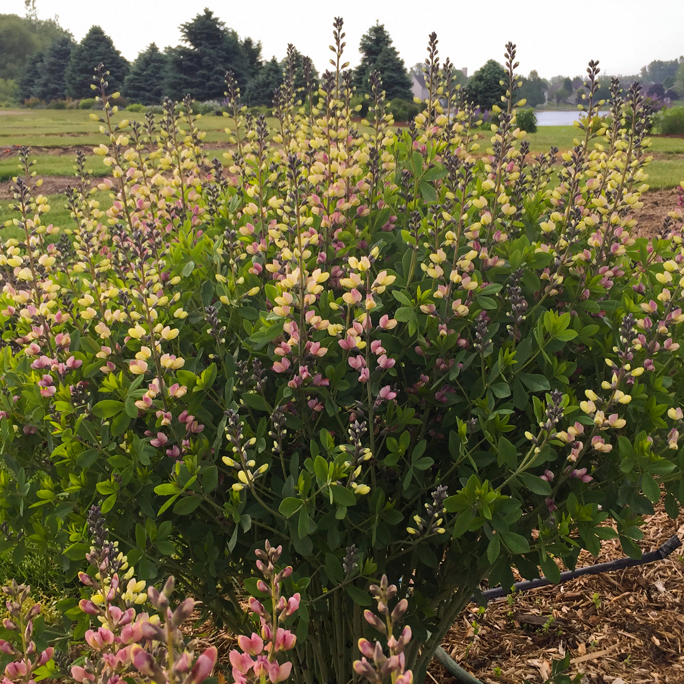 False/ Wild Indigo, Deluxe 'Pink Lemonade' (Baptisia)
