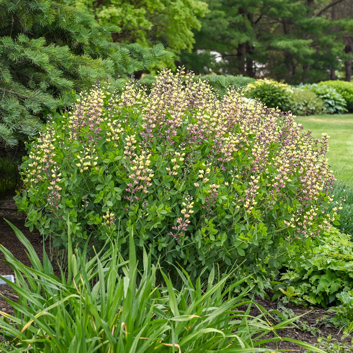 False/ Wild Indigo, Deluxe 'Pink Lemonade' (Baptisia)