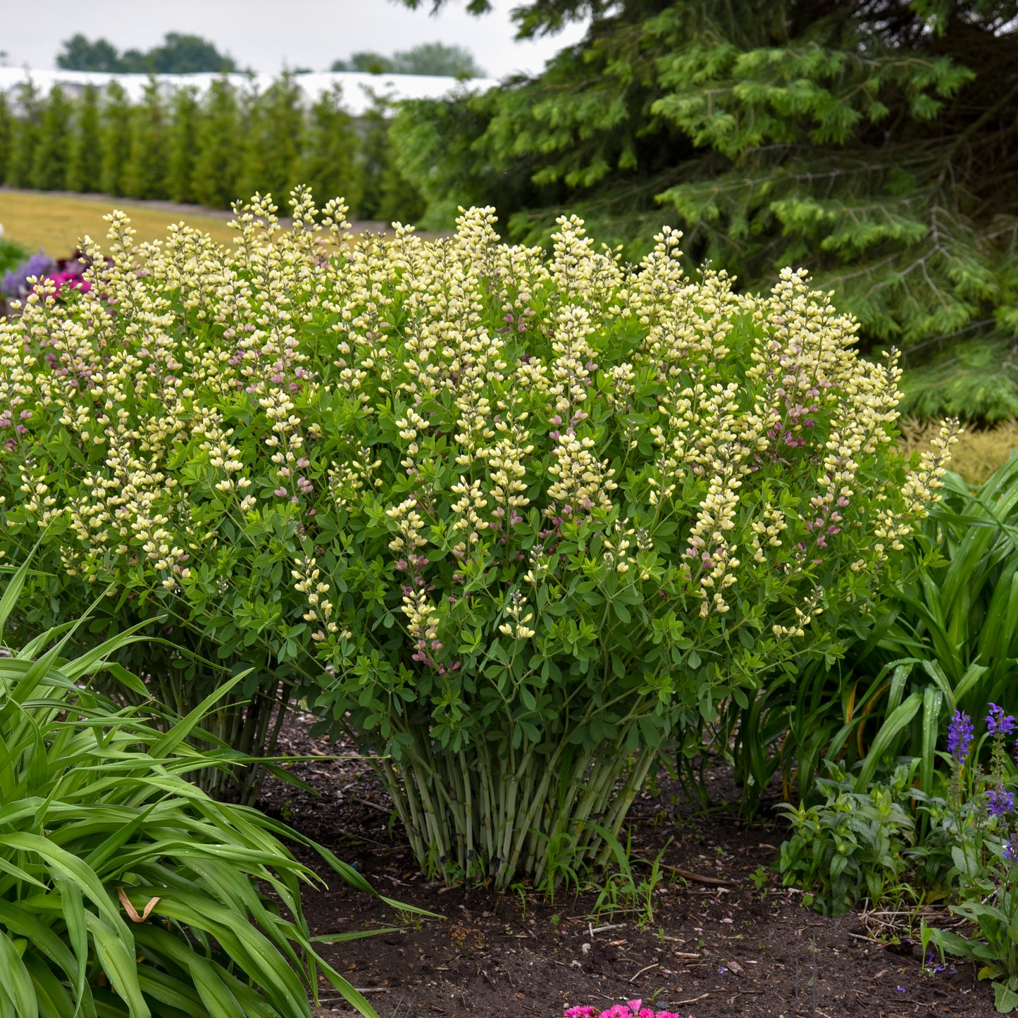 False/ Wild Indigo, Deluxe 'Pink Lemonade' (Baptisia)