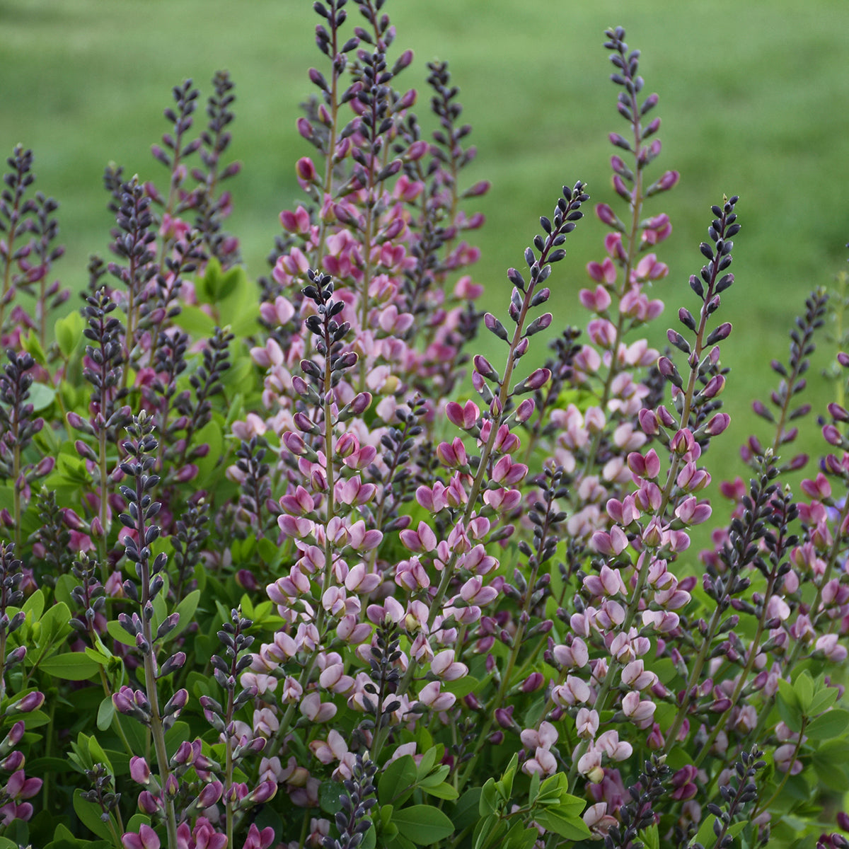 False/ Wild Indigo 'Pink Truffles' (Bapitsia)
