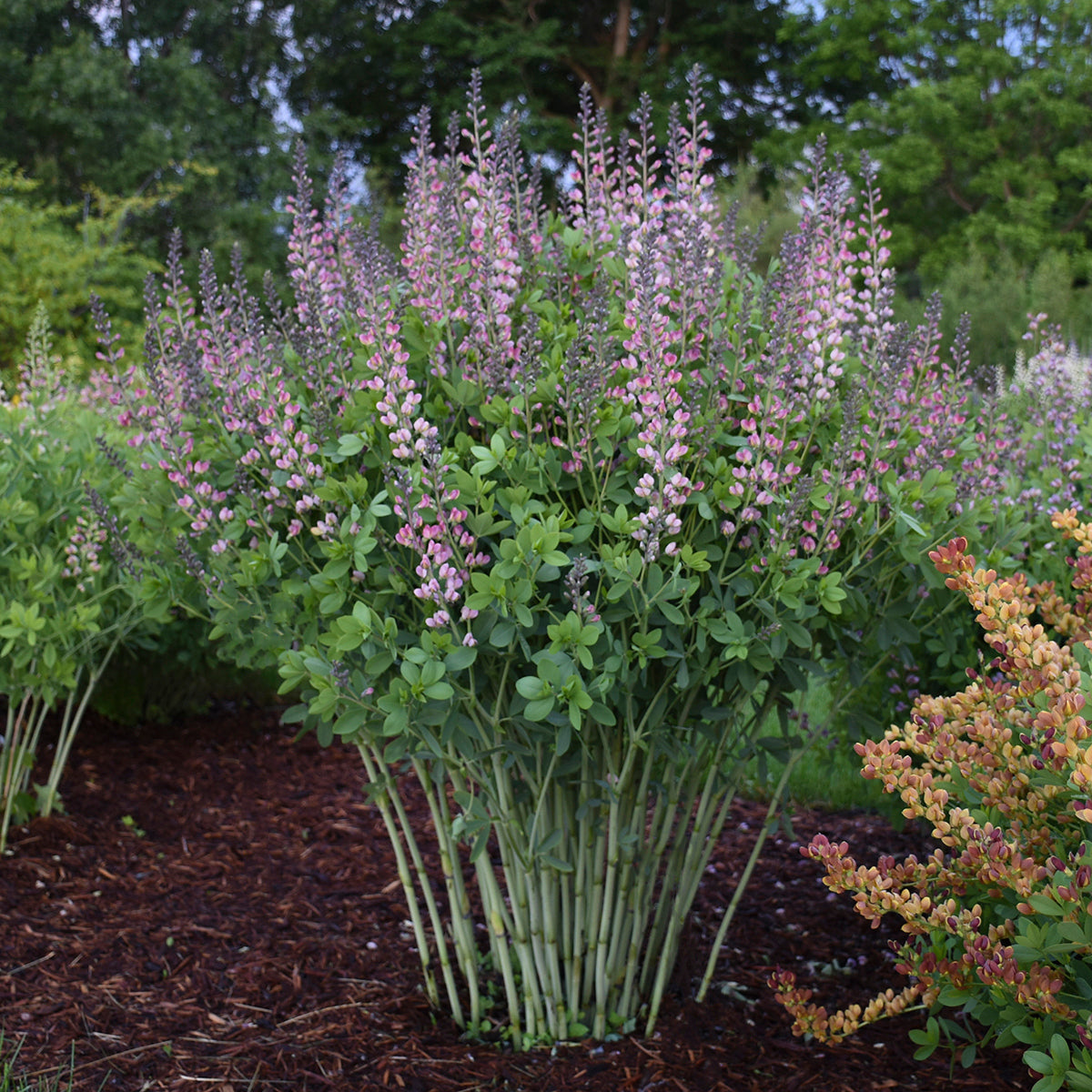 False/ Wild Indigo 'Pink Truffles' (Bapitsia)