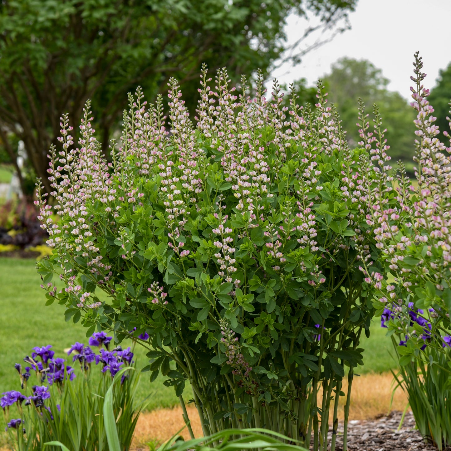 False/ Wild Indigo 'Pink Truffles' (Bapitsia)