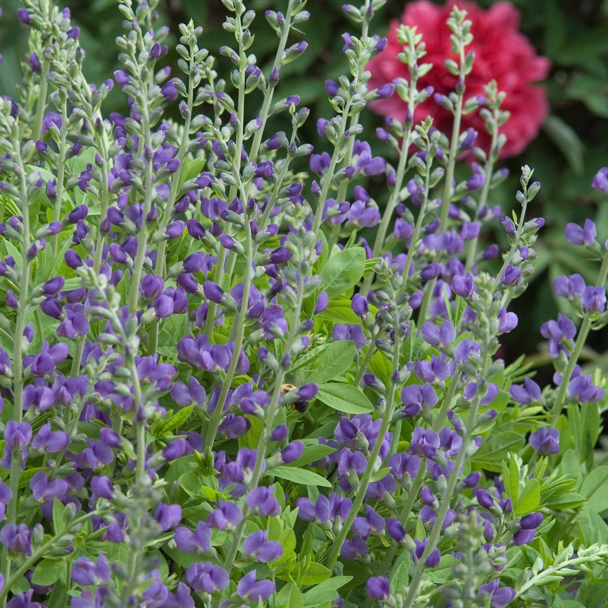 False/ Wild Indigo (Baptisia)