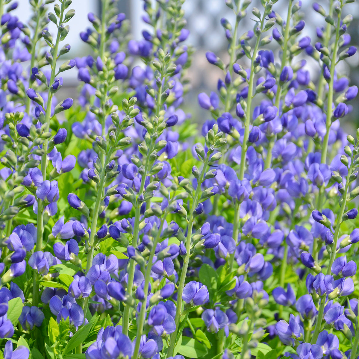 False/ Wild Indigo (Baptisia)