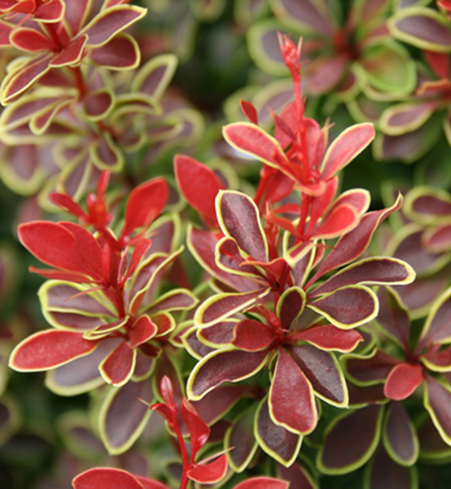 Barberry, Japanese 'Admiration' (Berberis)