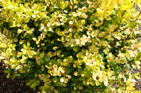 Berberis thunbergii 'Bonanza Gold'