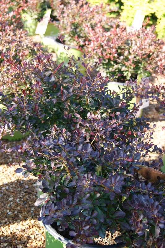 Berberis thunbergii 'Crimson Cutie'