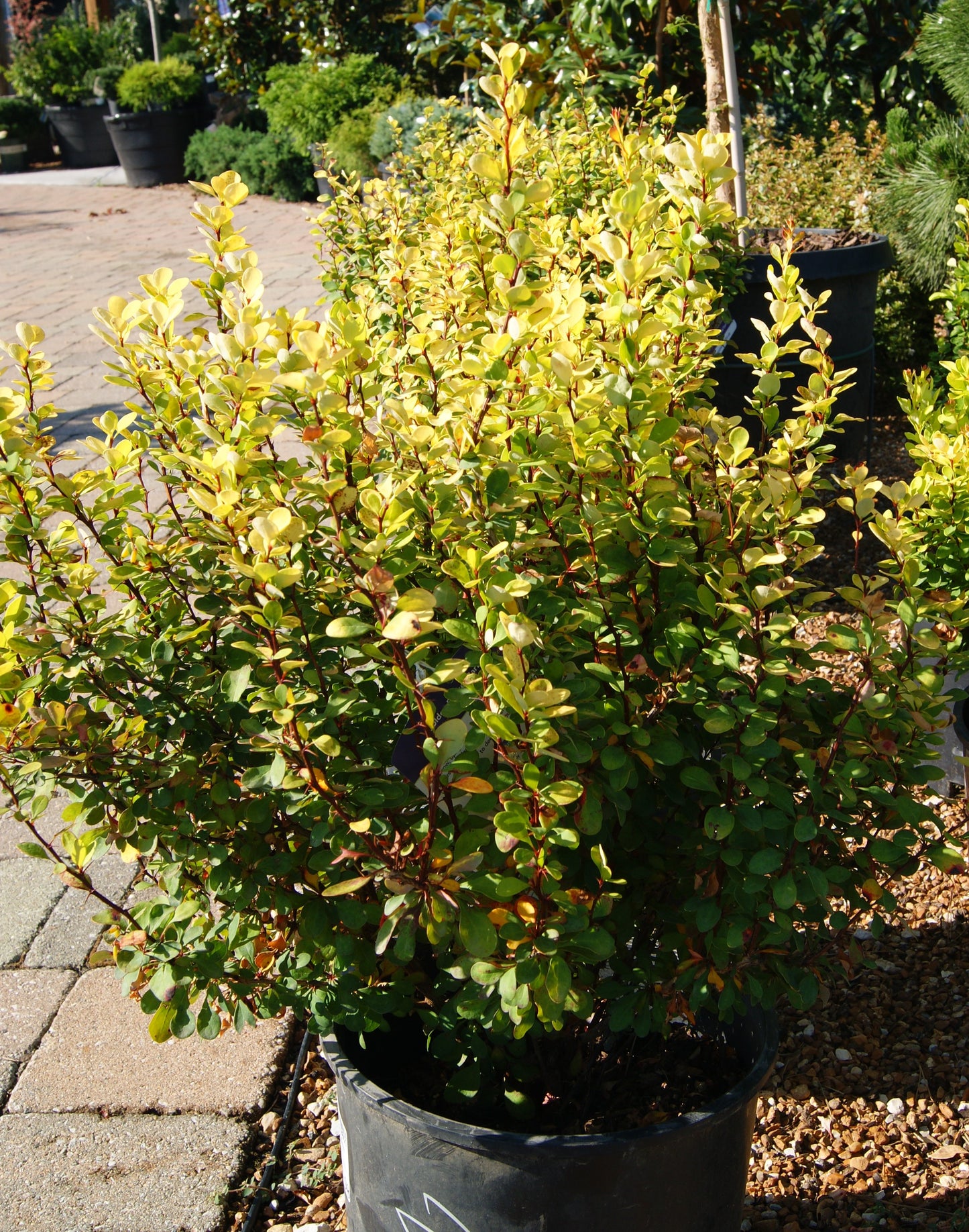 Barberry, Japanese 'Golden Rocket' (Berberis)