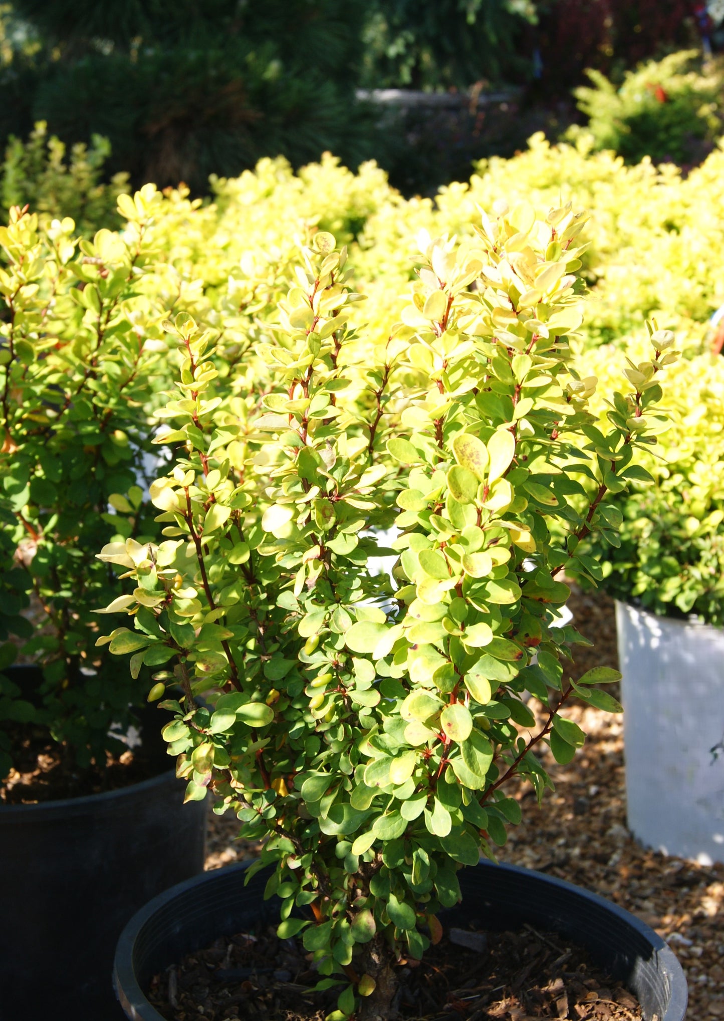 Barberry, Japanese 'Golden Rocket' (Berberis)
