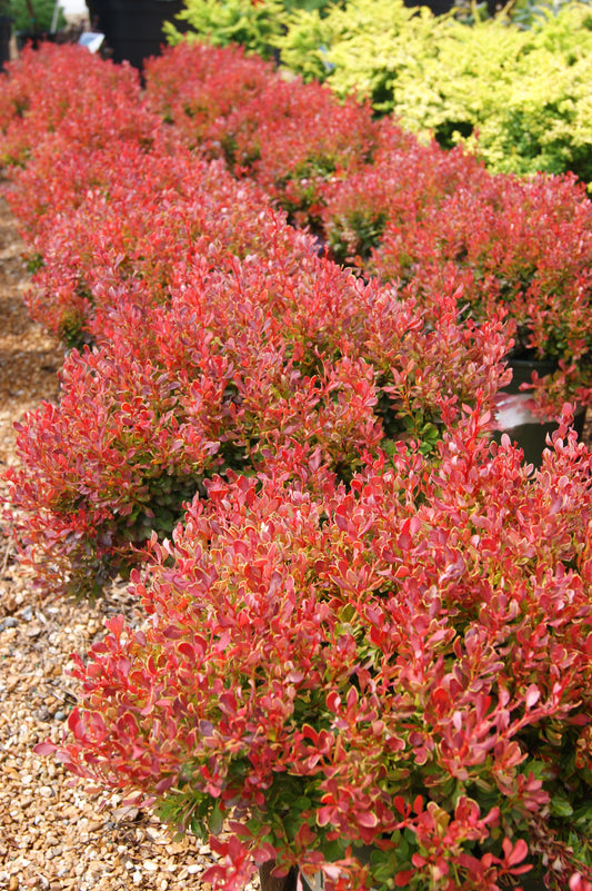 Berberis thunbergii 'Golden Ruby'