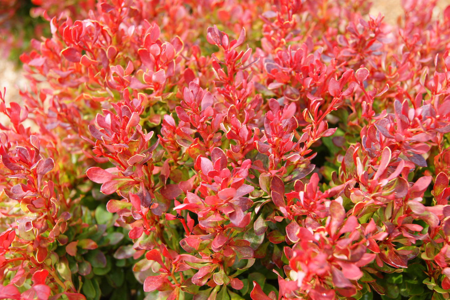 Berberis thunbergii 'Golden Ruby'