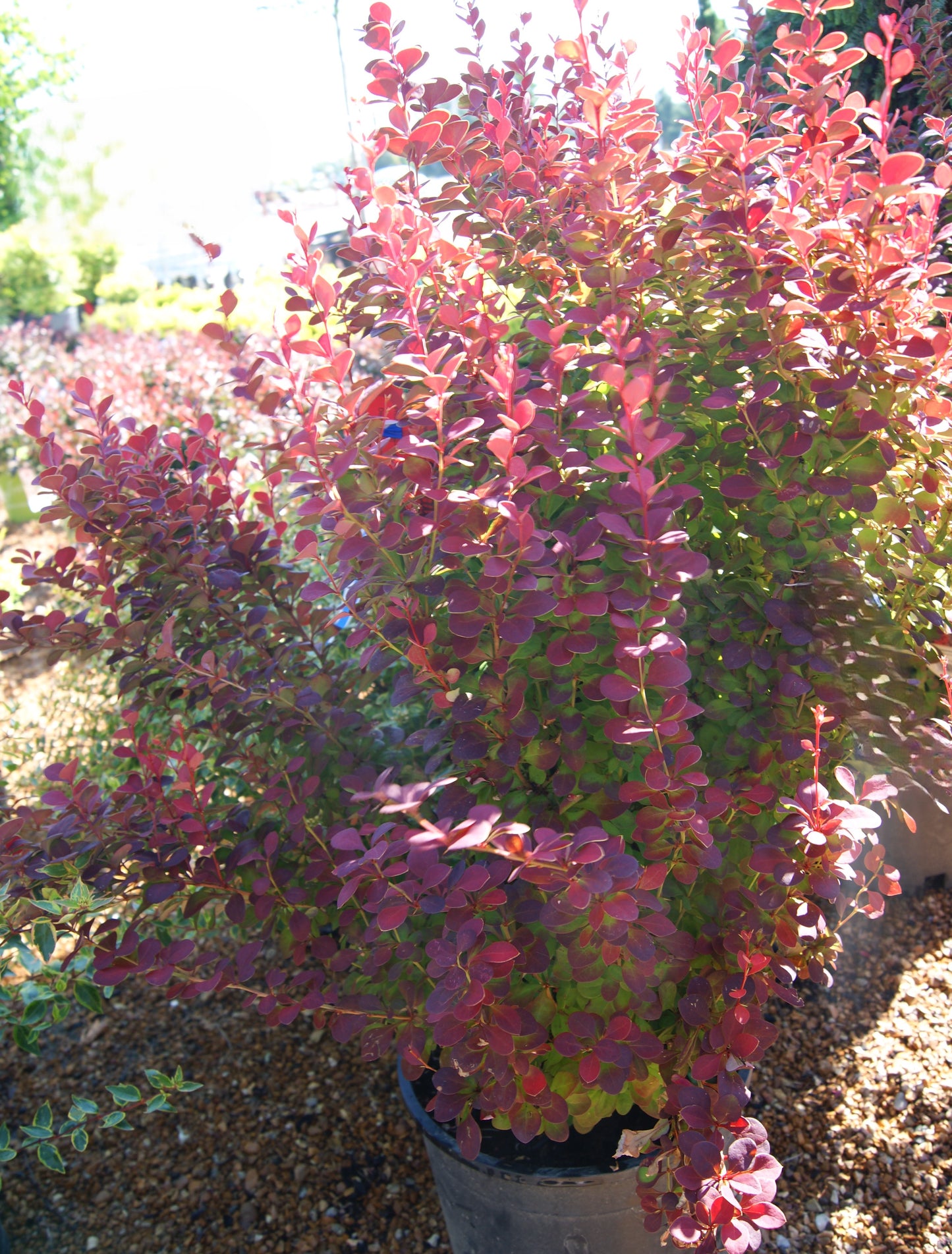 Berberis thunbergii 'Orange Rocket'