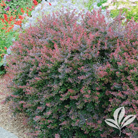 Berberis thunbergii 'Royal Burgundy'