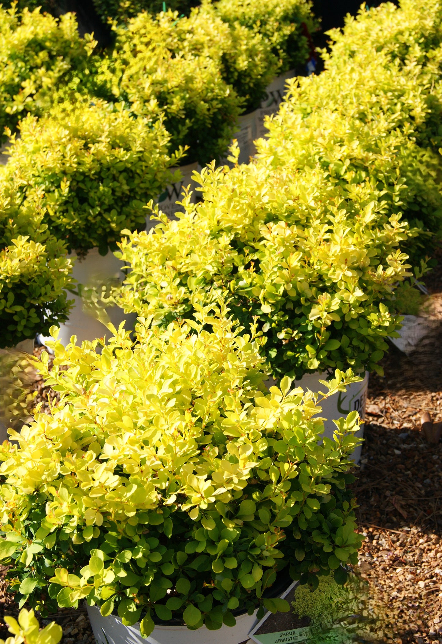 Berberis 'Sunjoy Mini Saffron'