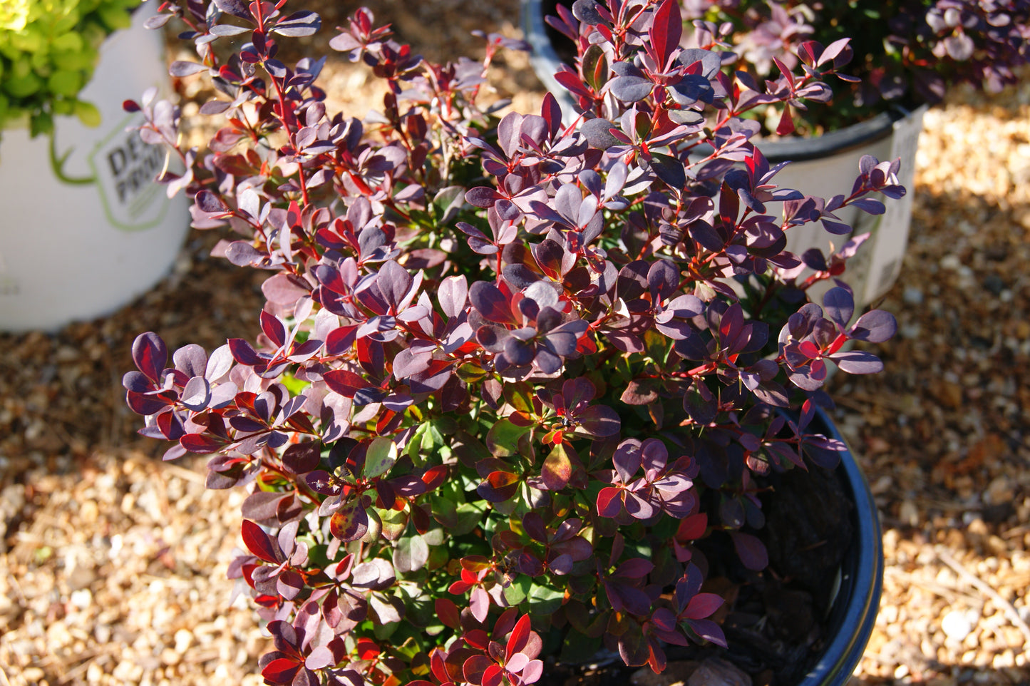 Berberis 'Sunjoy Todo'