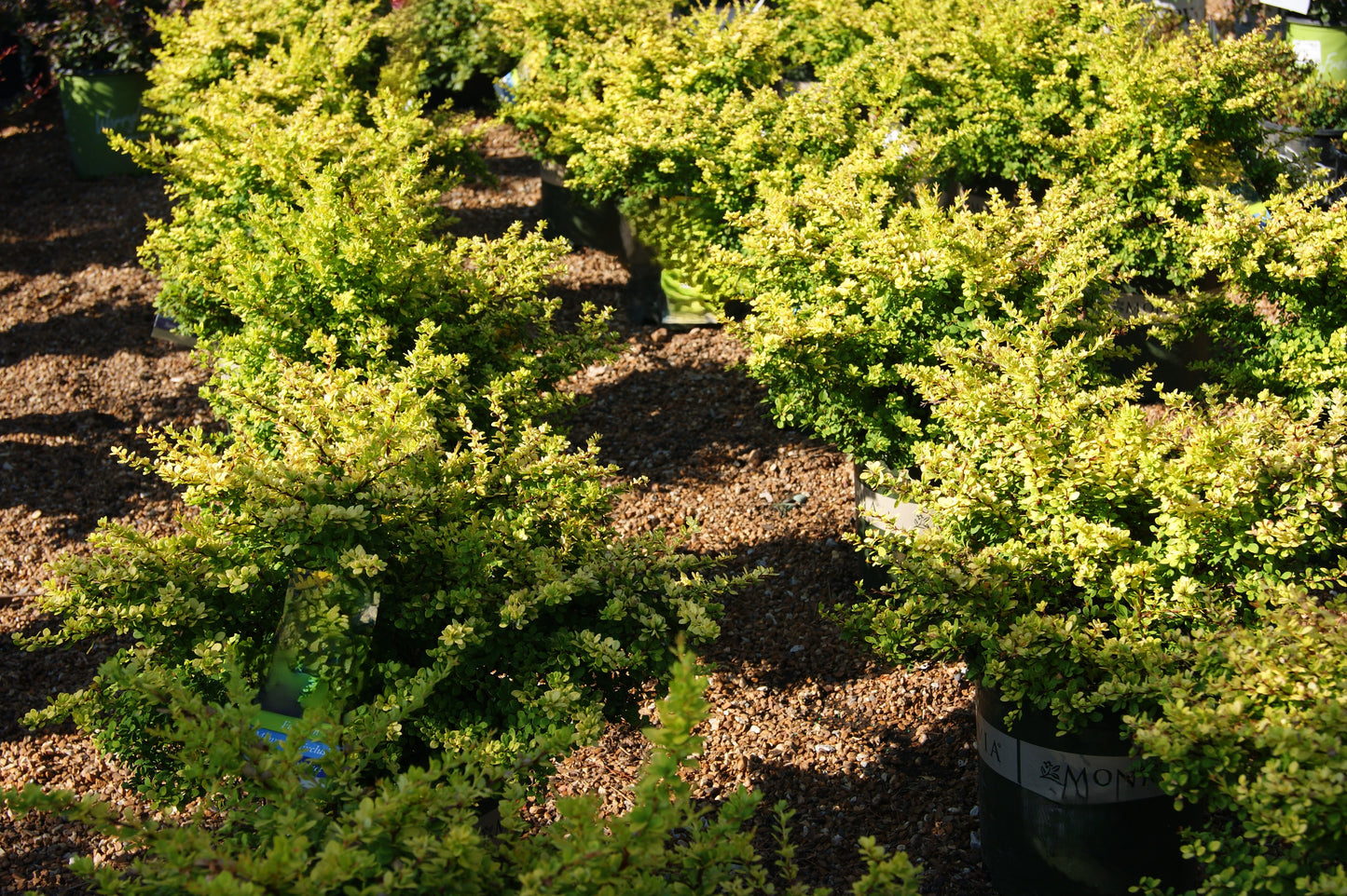 Barberry, Japanese 'Sunsation' (Berberis)