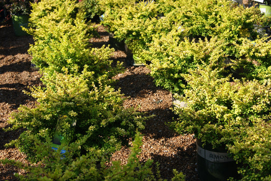 Barberry, Japanese 'Sunsation' (Berberis)